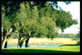 USA Weihnachten 1993/1994/Charleston, SC/plantation park