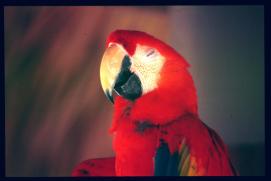 Guatemala 1996/papagayo Guatemala 1996/papagayo