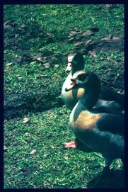 Guatemala 1996/patos Guatemala 1996/patos