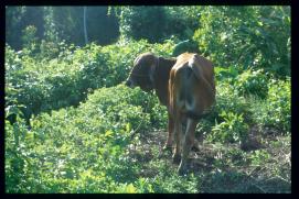 Guatemala 1996/vaca Guatemala 1996/vaca