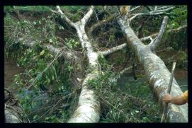 Guatemala 1996/puente Guatemala 1996/puente