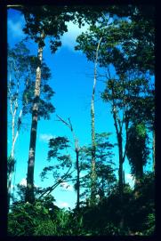 Guatemala 1996/selva Guatemala 1996/selva